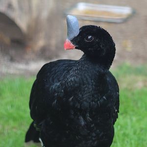 Southern Helmeted Curassow