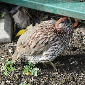 Erckel's Francolin