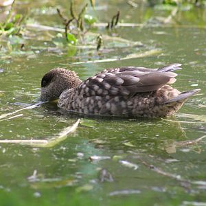 Marbled Teal