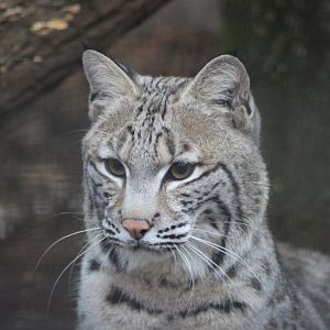 Bobcat
