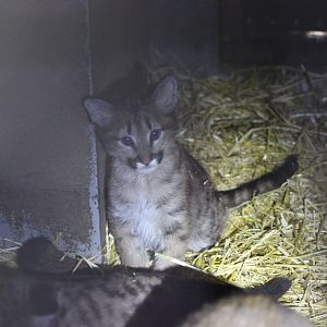 Puma Kitten - One of 5 new born kittens living in their den with mother