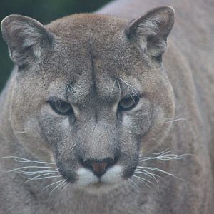 Male Puma