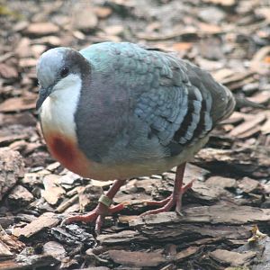 Luzon bleeding-heart