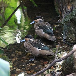 Hottentot teals
