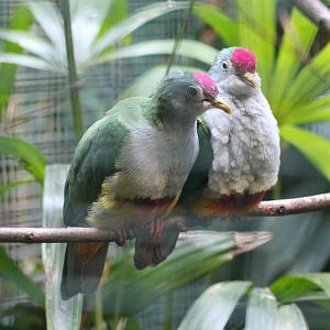 Beautiful fruit doves