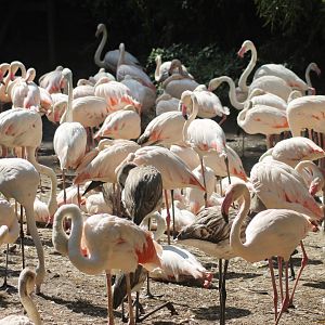 Greater flamingos