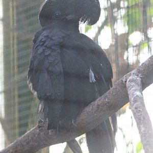 Long-wattled umbrellabird