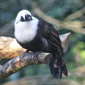 Sumatran laughingthrush