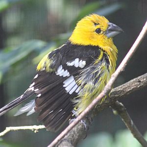 Golden-bellied grosbeak