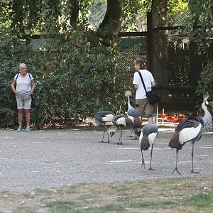 Crowned cranes taking a walk