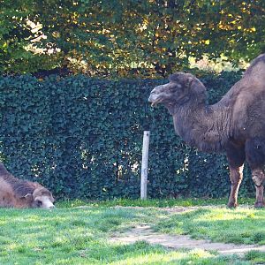 Bactrian camels (Camelus ferus bactrianus), Oct 13th, 2018