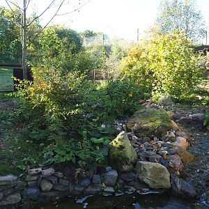 New European mink exhibit - Second of three exhibits (Oct 13th, 2018)