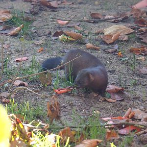 European mink (Mustela lutreola), Oct 13th, 2018