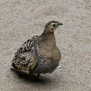 Four-banded Sandgrouse (female)