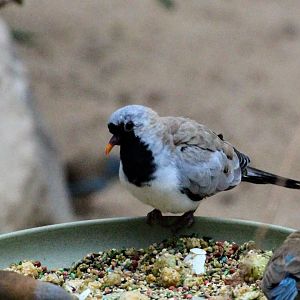 Namaqua Dove (male)