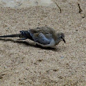 Namaqua Dove (female)