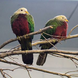 Wompoo Fruit Dove