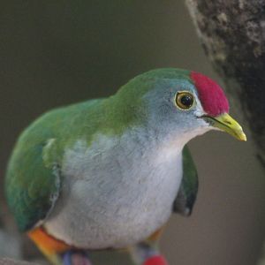Beautiful Fruit-Dove