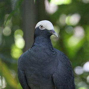 White-crowned Pigeon