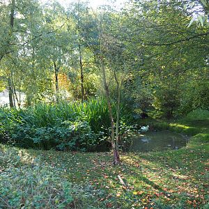 Common crane - White stork exhibit (Oct 13th, 2018)