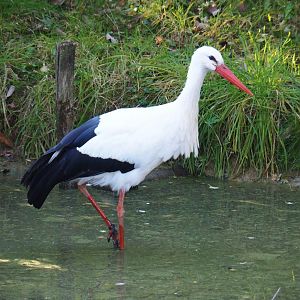 White stork (Ciconia ciconia), Oct 13th, 2018