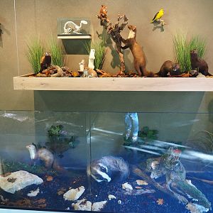 Limburg House museum specimens (Oct 13th, 2018)