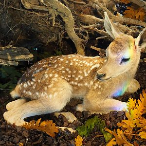 Taxidermied Central European red deer (Cervus elaphus hippelaphus) fawn (Oct 13th, 2018)