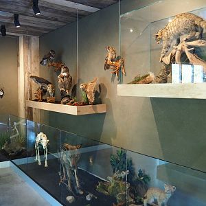 Limburg House museum specimens (Oct 13th, 2018)