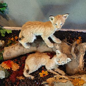 Taxidermied Eurasian lynx (Lynx lynx lynx) cubs (Oct 13th, 2018)
