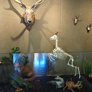 Limburg House museum specimens (Oct 13th, 2018)