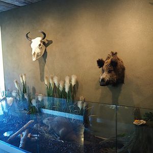 Limburg House museum specimens (Oct 13th, 2018)