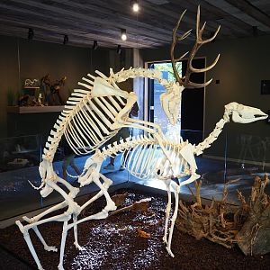 Central European red deer (Cervus elaphus hippelaphus) skeletons (Oct 13th, 2018)