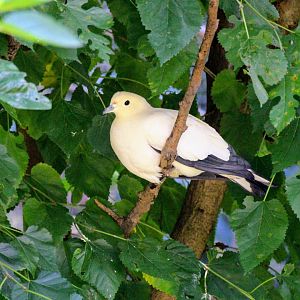 Pied Imperial Pigeon