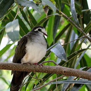 Tambourine Dove