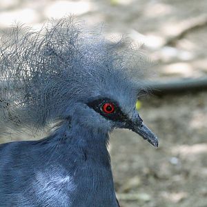 Western Crowned Pigeon