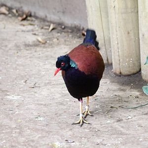Green-naped Pheasant Pigeon
