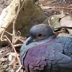 Crested Quail Dove