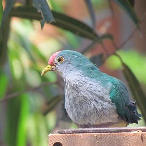 Beautiful Fruit Dove