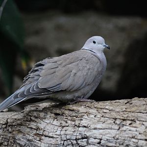 African Collared Dove