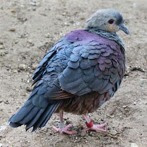 Crested Quail Dove