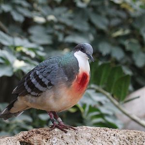 Luzon Bleeding Heart