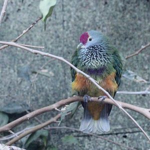 Mariana Fruit Dove