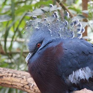 Victoria Crowned Pigeon