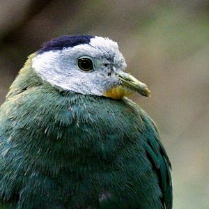 Black-naped Fruit Dove