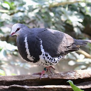 Wonga Pigeon