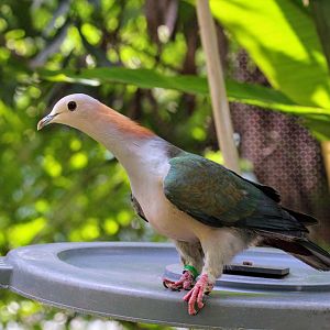 Sulawesi Green Pigeon
