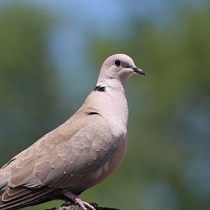 Eurasian Collared Dove