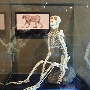 Barbary macaque skeleton display (Oct 13th, 2018)