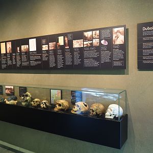 Display on hominids and Eugène Dubois (Oct 13th, 2018)