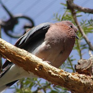 Senegal Laughing Dove